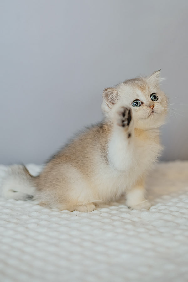 Elza | Scottish Straight Kitten