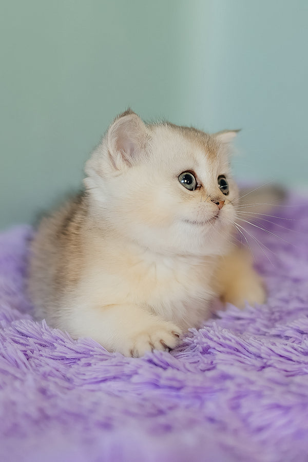 Elza | Scottish Straight Kitten