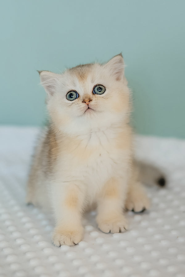 Elza | Scottish Straight Kitten
