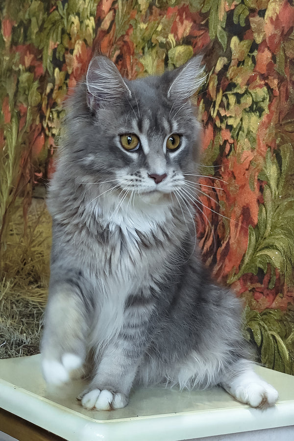 Vivien | Maine Coon Kitten