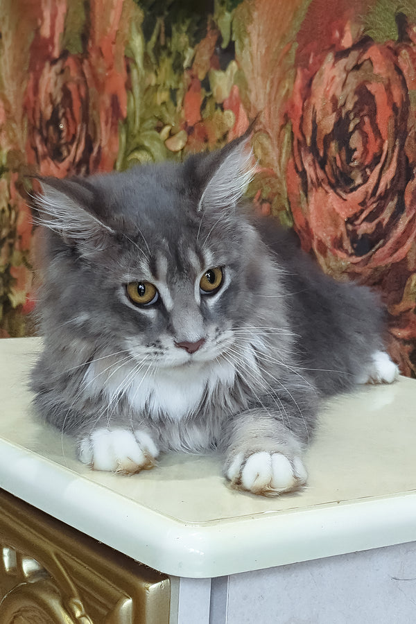 Vivien | Maine Coon Kitten