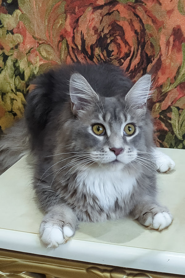 Vivien | Maine Coon Kitten