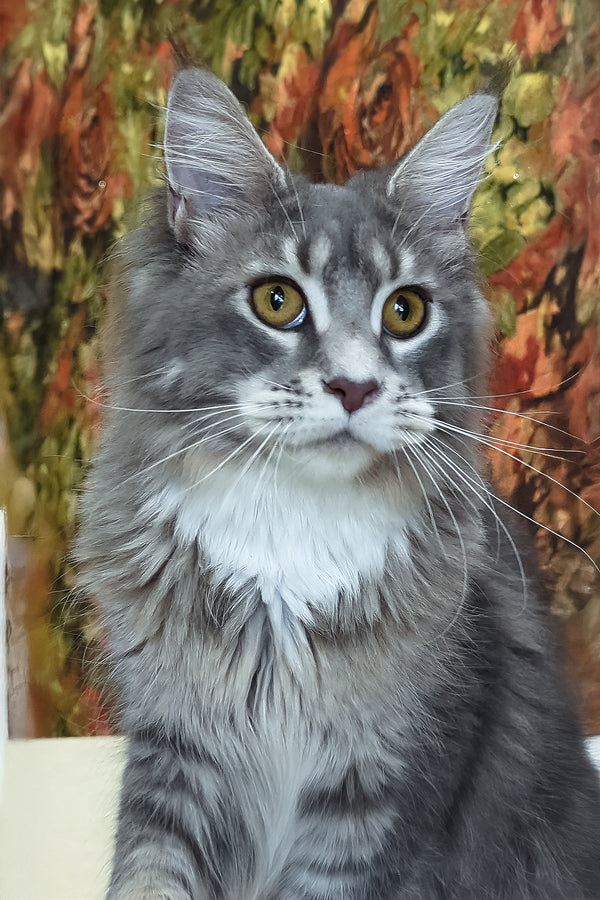 Vivien | Maine Coon Kitten