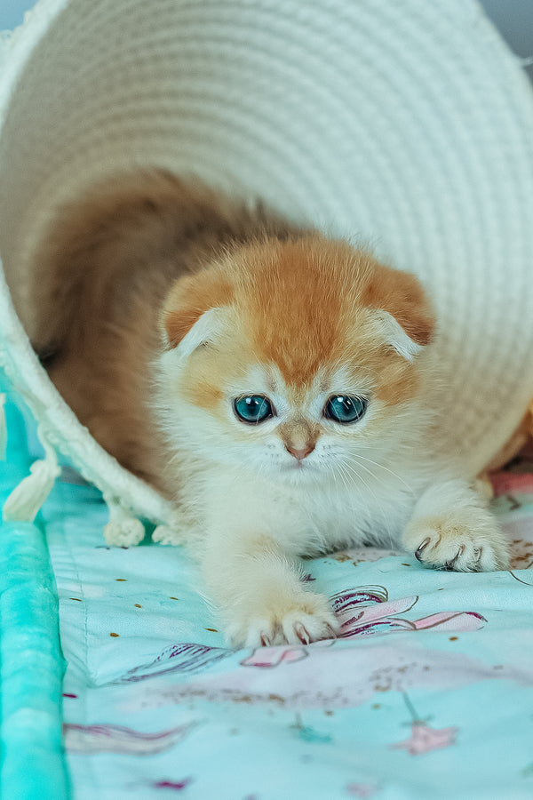 Wednesday | Scottish Fold Kitten