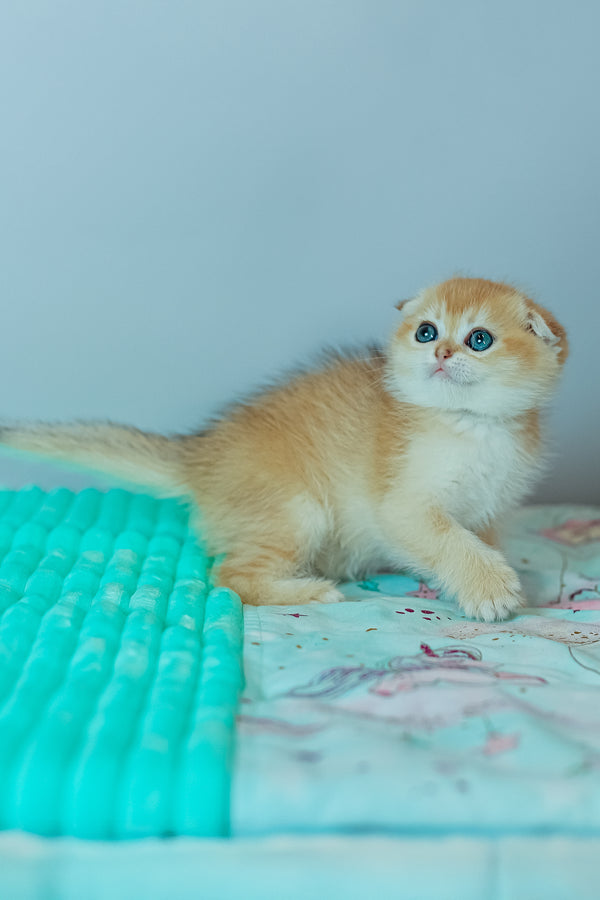 Wednesday | Scottish Fold Kitten