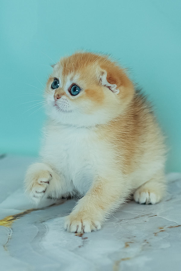 Wednesday | Scottish Fold Kitten