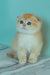 Wednesday | Scottish Fold Kitten