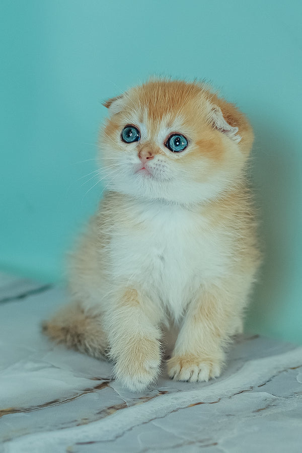 Wednesday | Scottish Fold Kitten