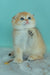 Wednesday | Scottish Fold Kitten