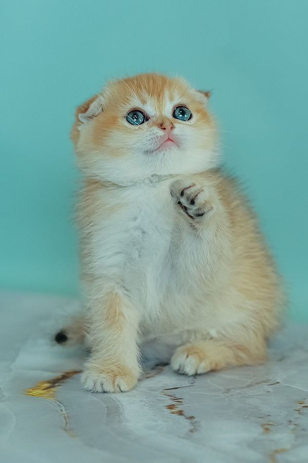 Wednesday | Scottish Fold Kitten