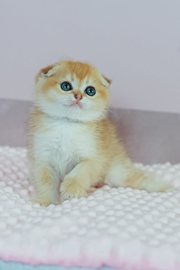 Wednesday | Scottish Fold Kitten