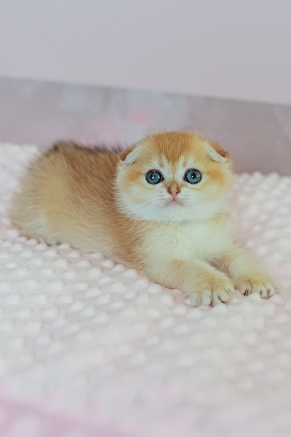 Wednesday | Scottish Fold Kitten