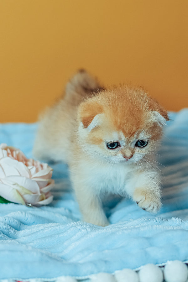 Wednesday | Scottish Fold Kitten