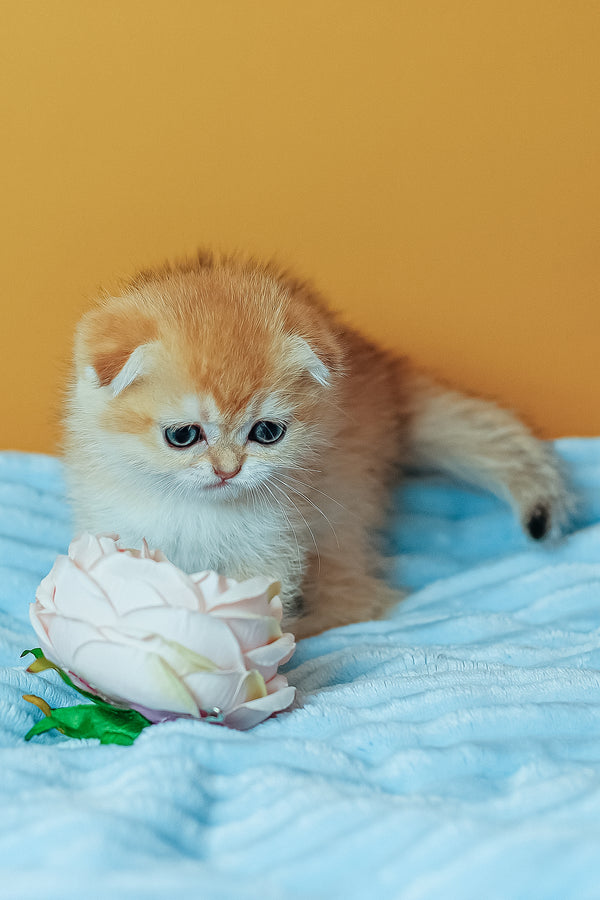 Wednesday | Scottish Fold Kitten