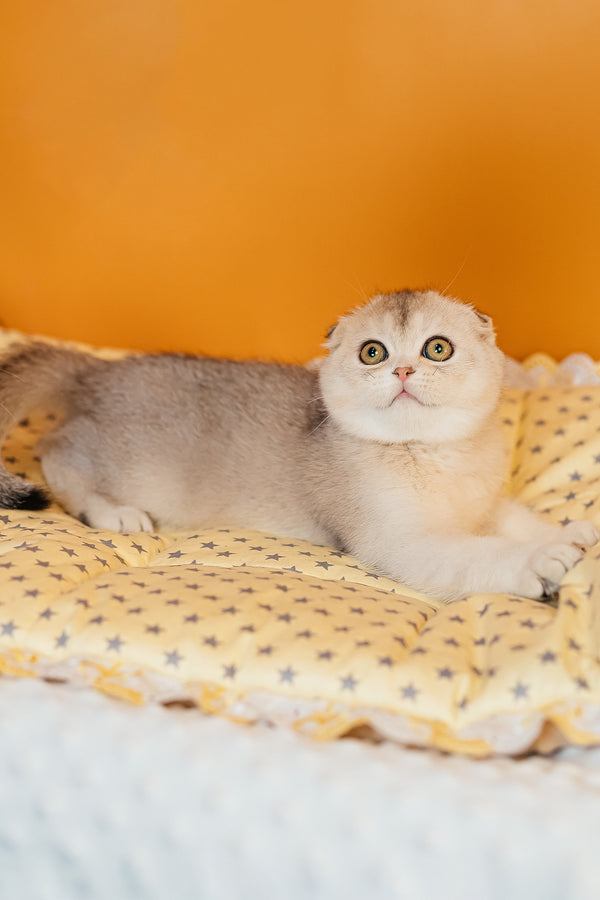 Vivian | Scottish Fold Kitten