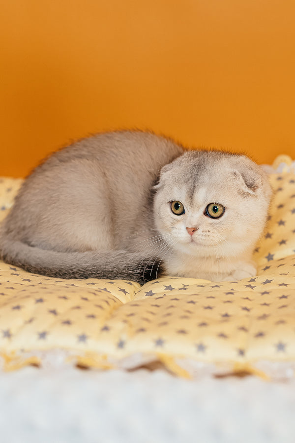 Vivian | Scottish Fold Kitten