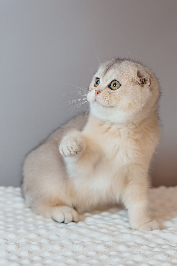Vivian | Scottish Fold Kitten