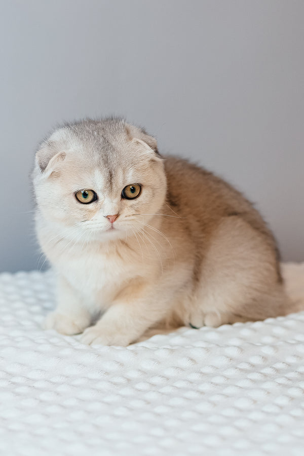 Vivian | Scottish Fold Kitten
