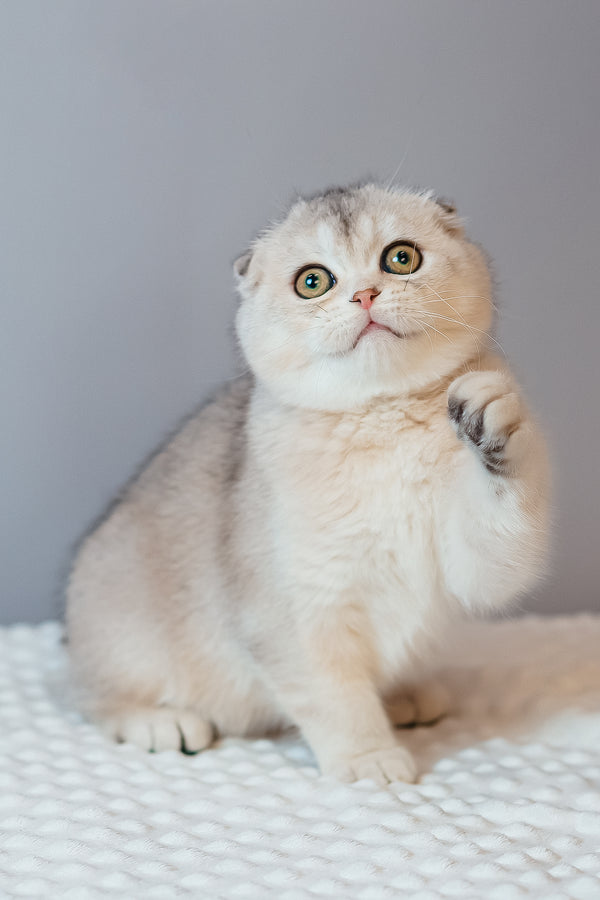 Vivian | Scottish Fold Kitten