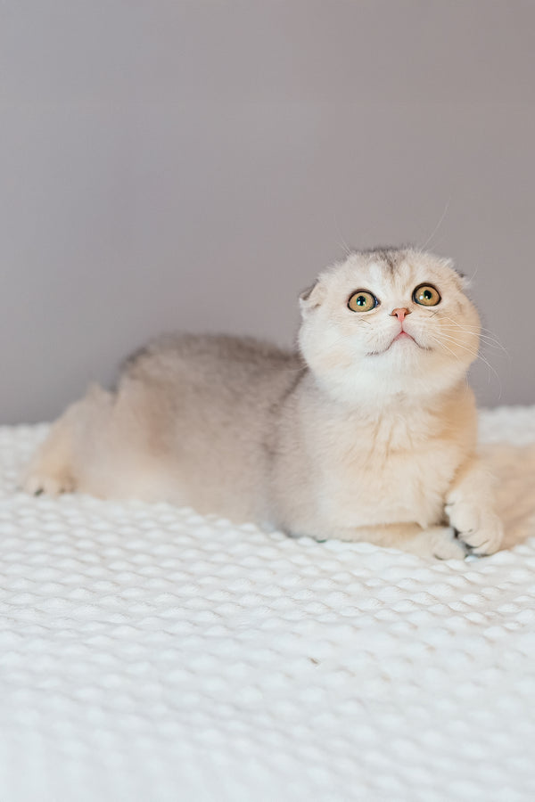 Vivian | Scottish Fold Kitten