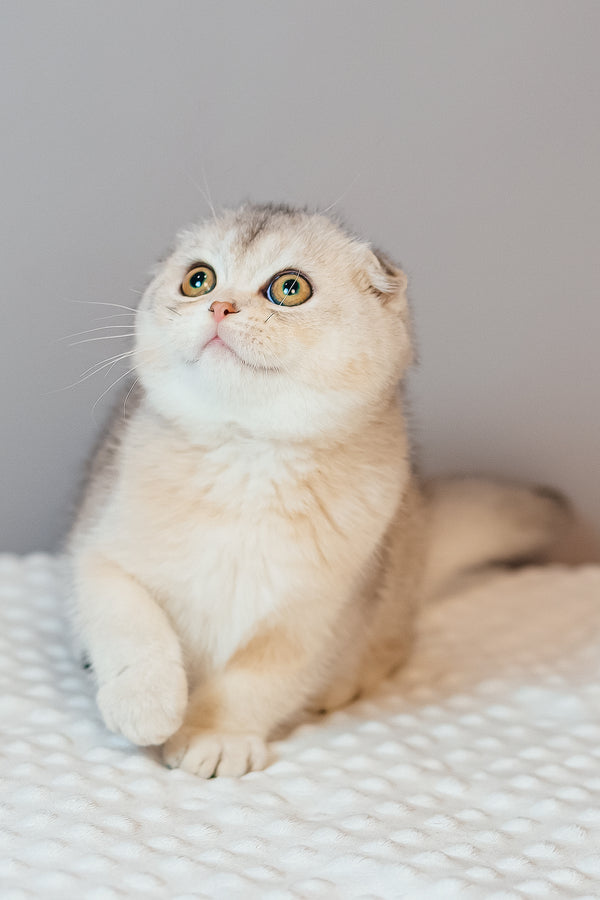 Vivian | Scottish Fold Kitten