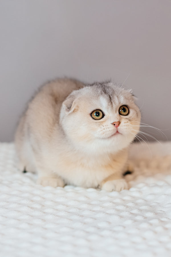 Vivian | Scottish Fold Kitten