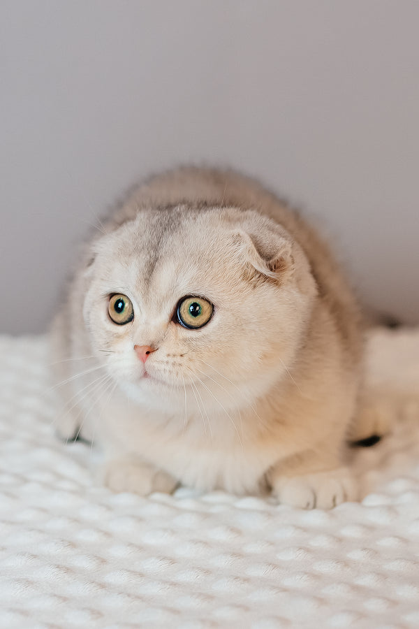 Vivian | Scottish Fold Kitten