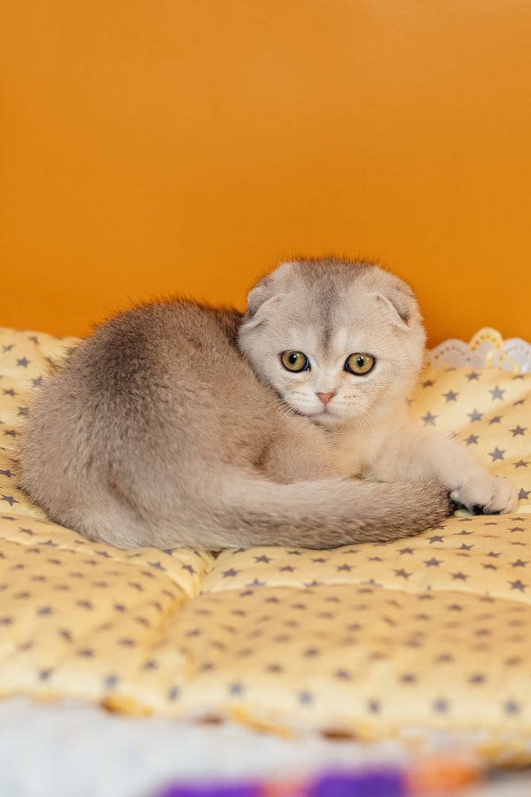 Vivian | Scottish Fold Kitten