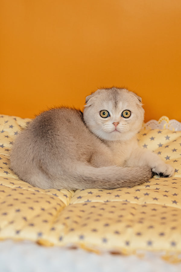 Vivian | Scottish Fold Kitten