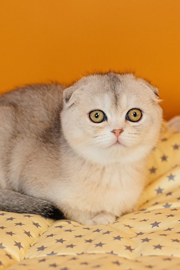 Vivian | Scottish Fold Kitten
