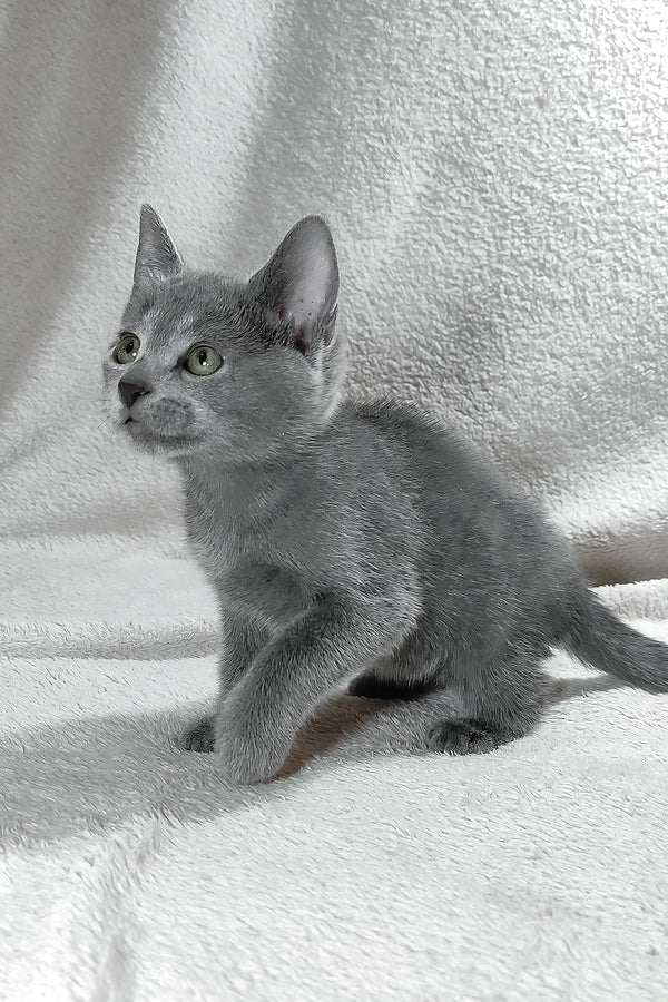 Eva | Russian Blue Kitten