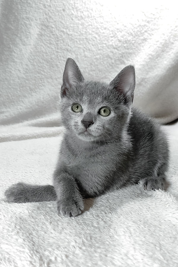 Eva | Russian Blue Kitten