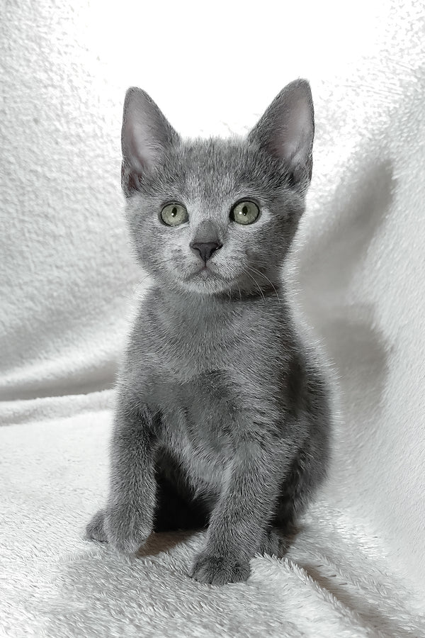 Eva | Russian Blue Kitten