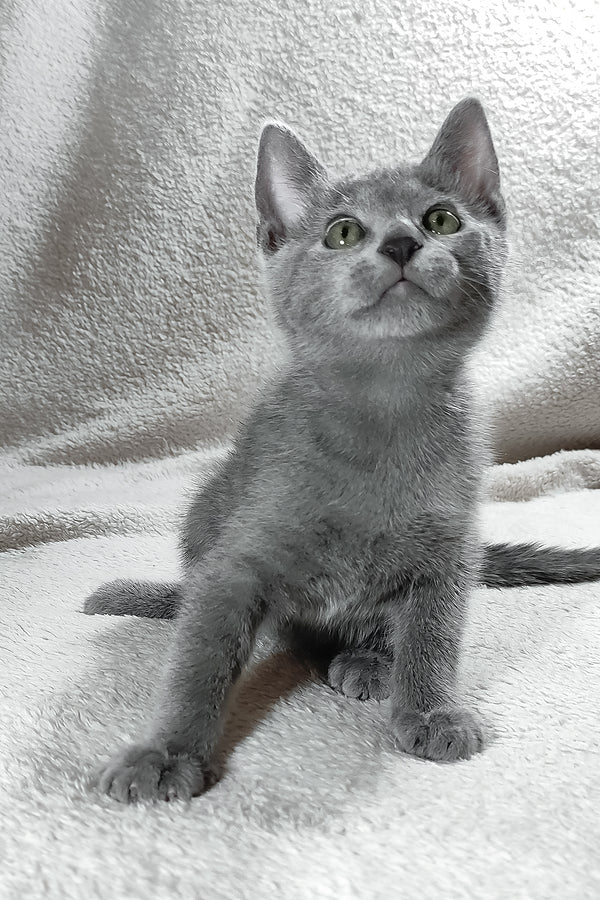 Eva | Russian Blue Kitten