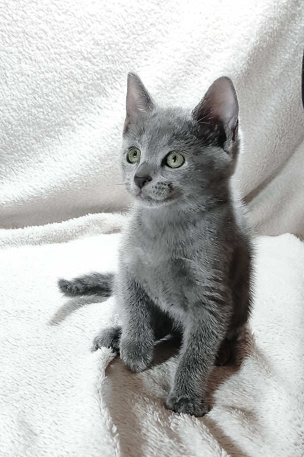 Eva | Russian Blue Kitten