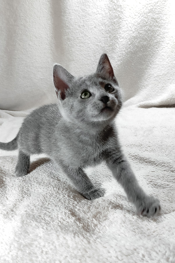Eva | Russian Blue Kitten