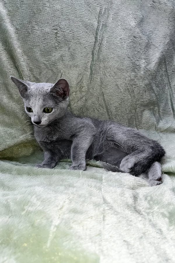 Mona | Russian Blue Kitten