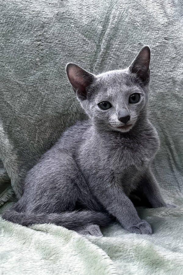 Mona | Russian Blue Kitten