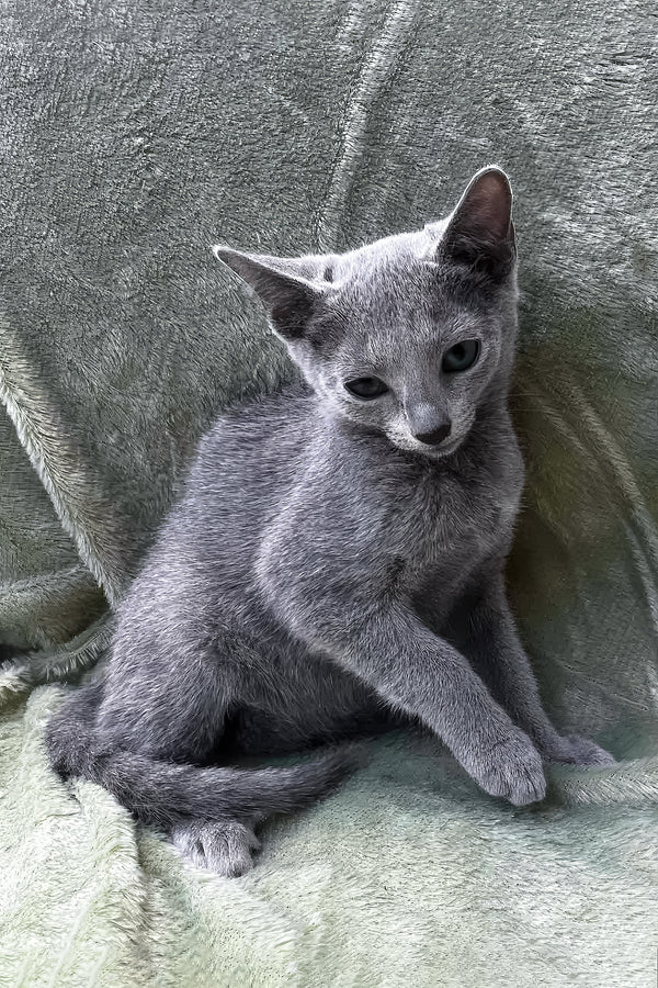 Mona | Russian Blue Kitten