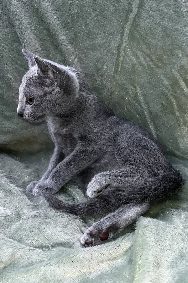 Mona | Russian Blue Kitten