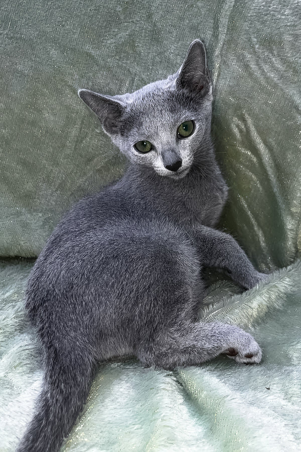 Mona | Russian Blue Kitten