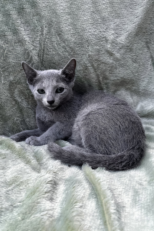 Mona | Russian Blue Kitten