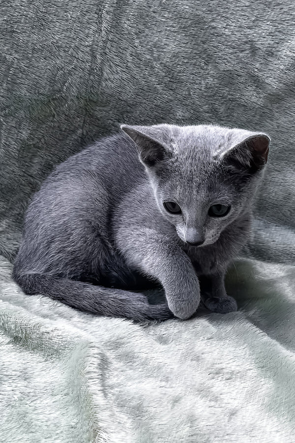Mona | Russian Blue Kitten