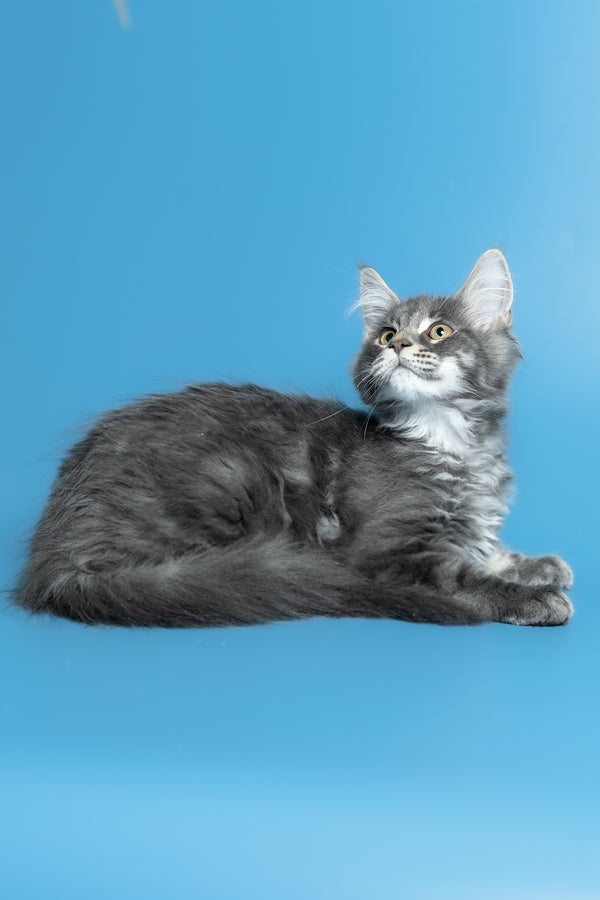 Michael | Maine Coon Kitten