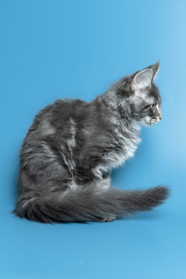 Michael | Maine Coon Kitten