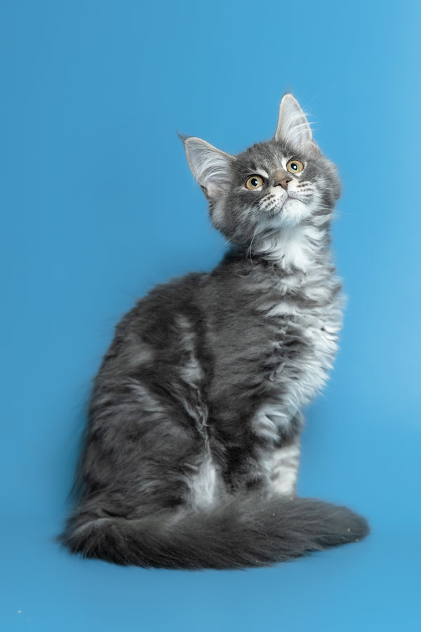 Michael | Maine Coon Kitten