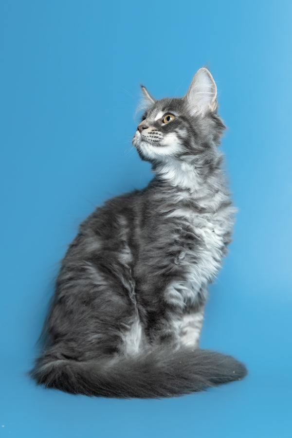 Michael | Maine Coon Kitten