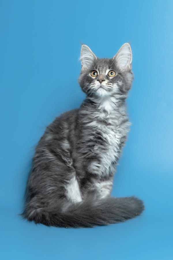 Michael | Maine Coon Kitten