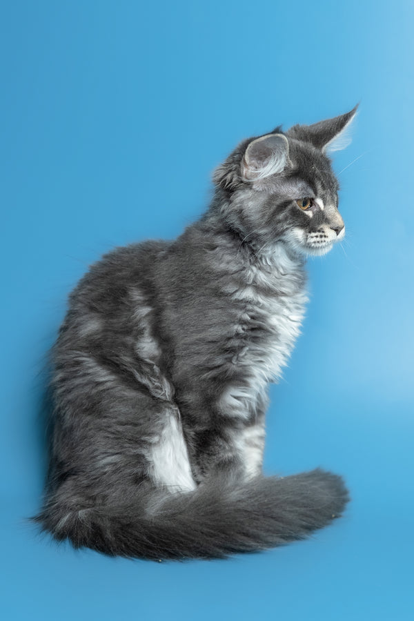 Michael | Maine Coon Kitten