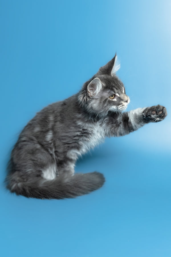 Michael | Maine Coon Kitten